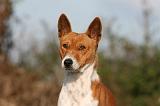 BASENJI 060